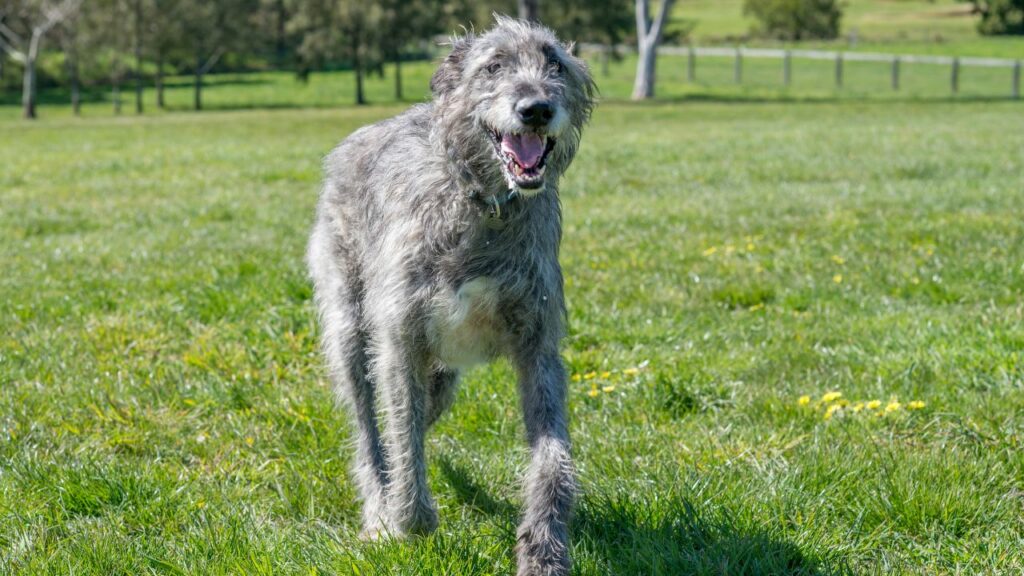 waarom houden honden van knuffelen?