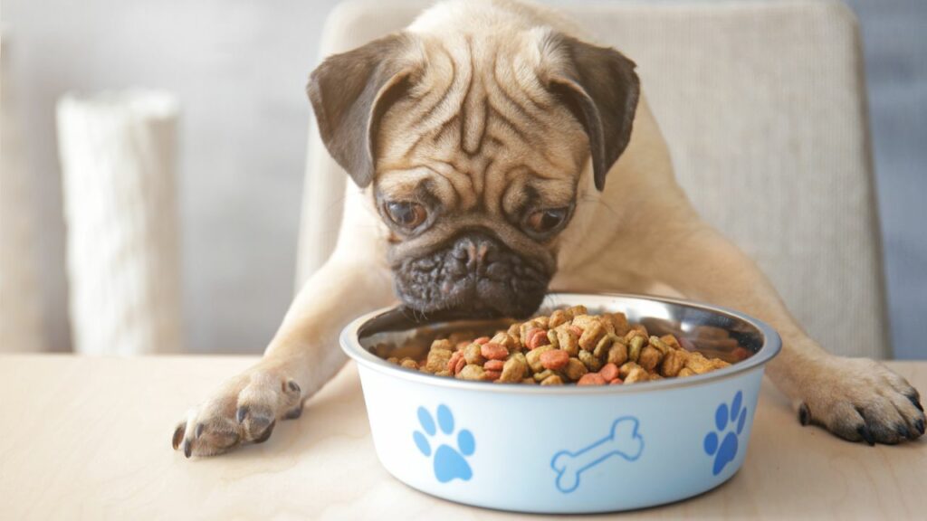 Waarom is mijn hond geobsedeerd door eten?