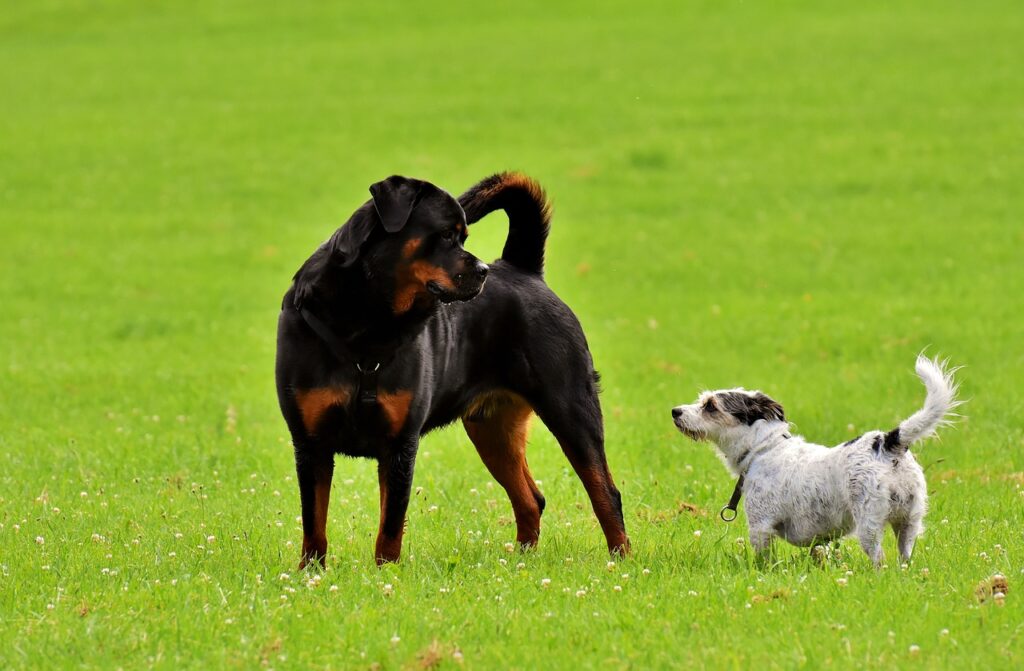 waarom rottweilers de beste honden zijn
