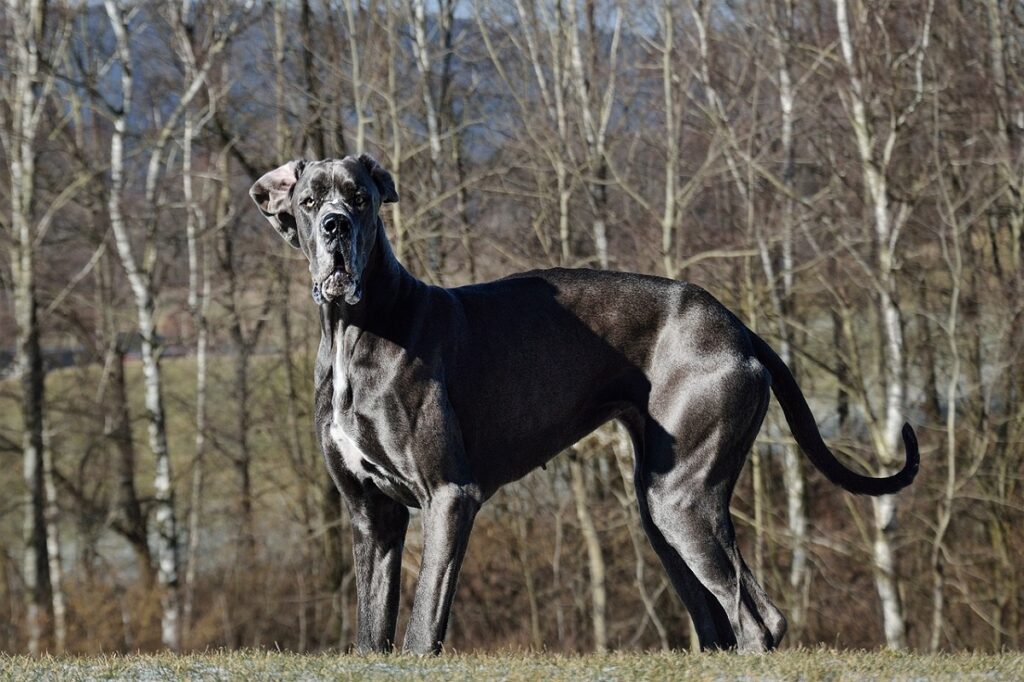 kortharige honden van grote rassen
