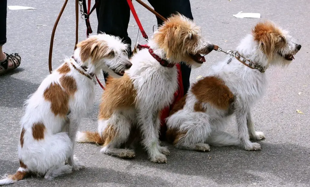 leuk weetje over honden
