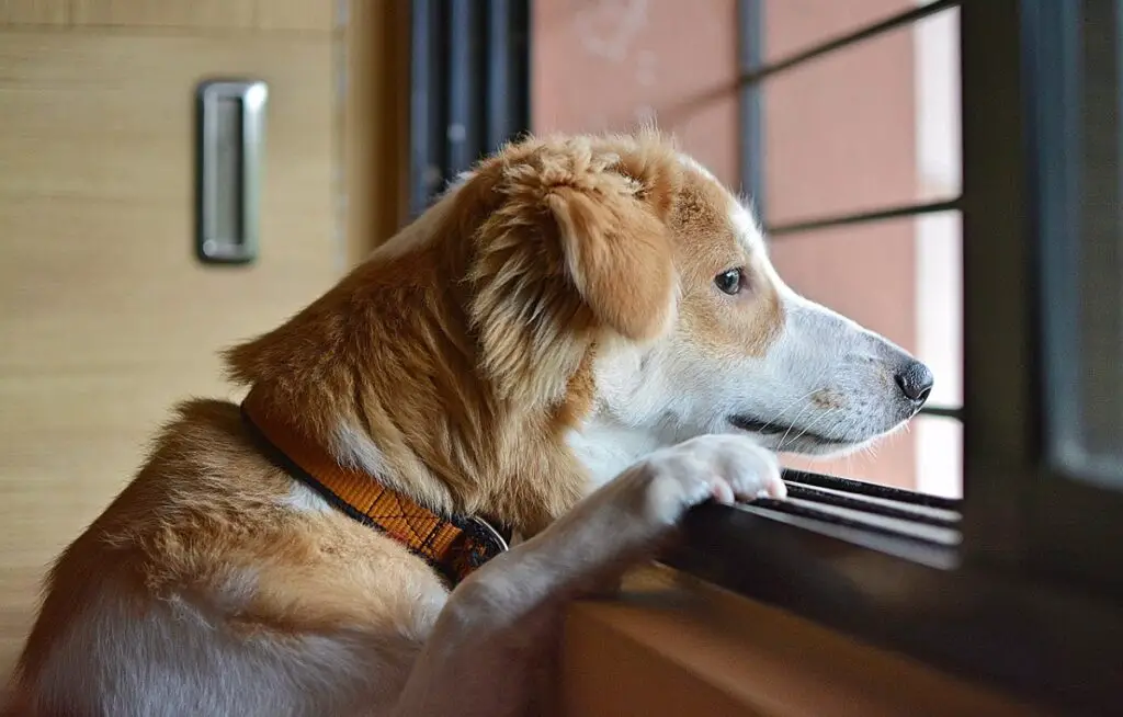 10 rare feiten over honden
