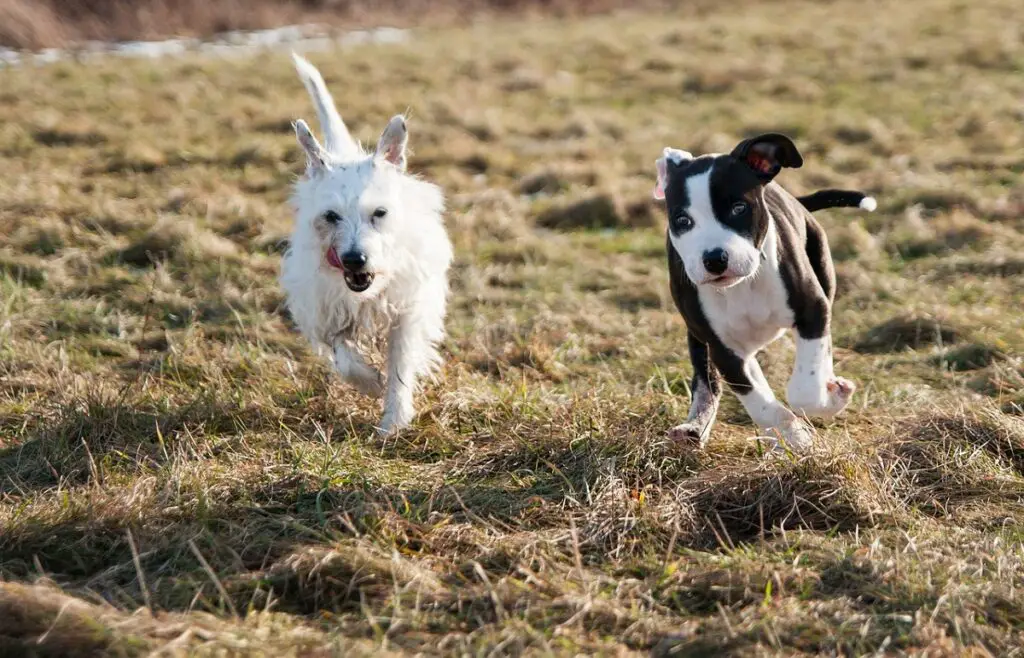 Interessante feiten over honden 