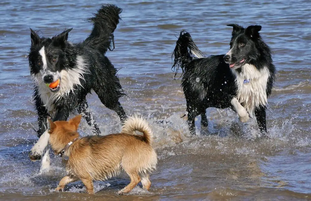 coole weetjes over honden
