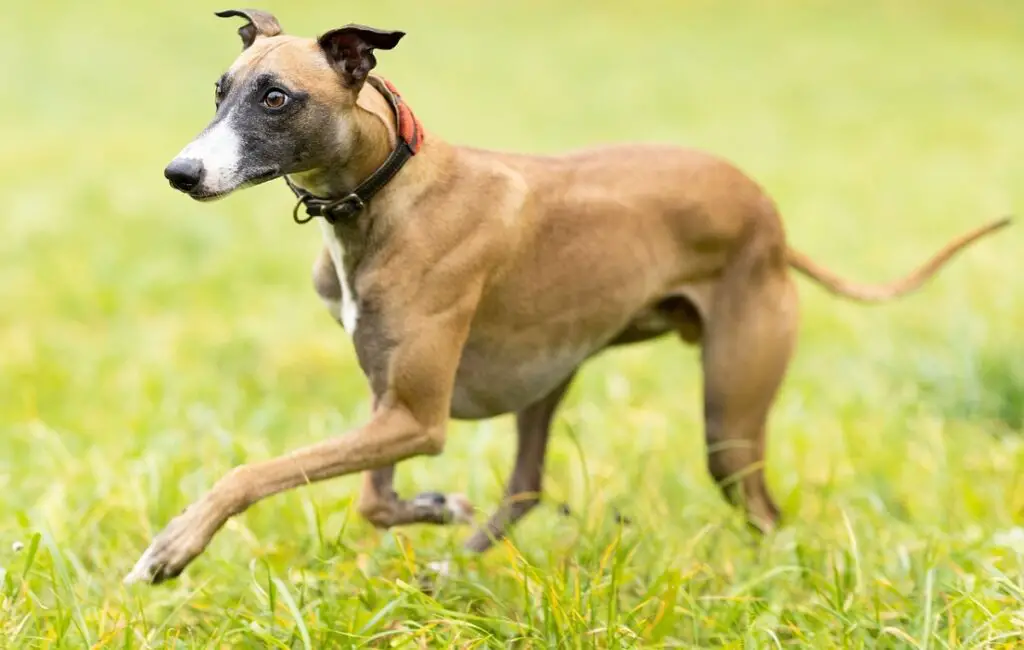 dingen die je moet weten over honden
