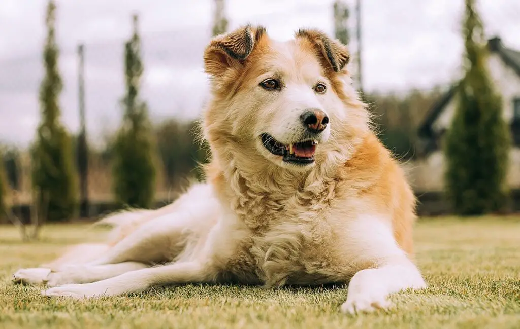 Willekeurige feiten over honden 