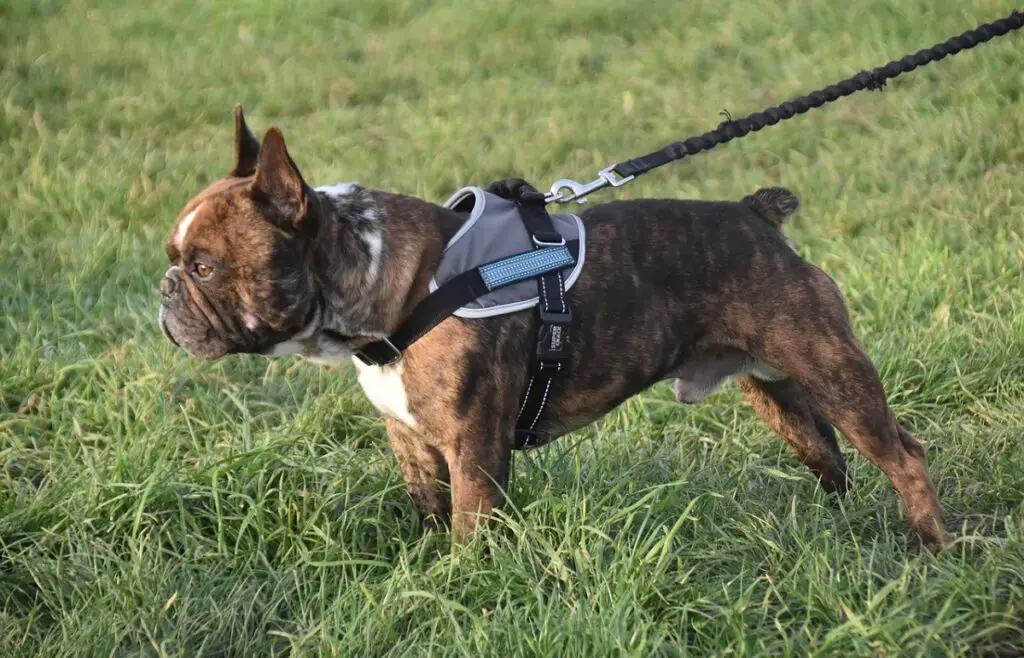 gemiddelde prijs voor een Franse bulldog
