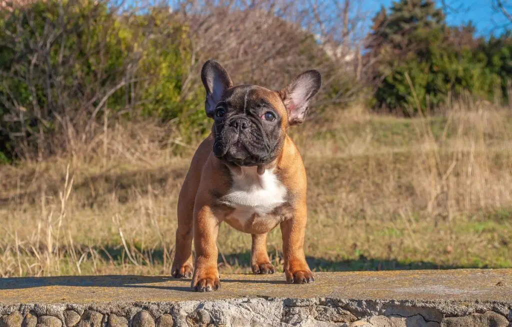 Hoeveel kost een Franse hond?
