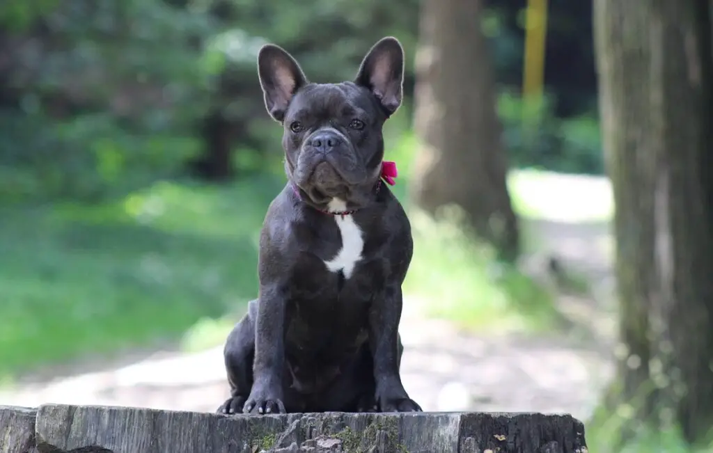 Hoeveel kost een Franse hond?
