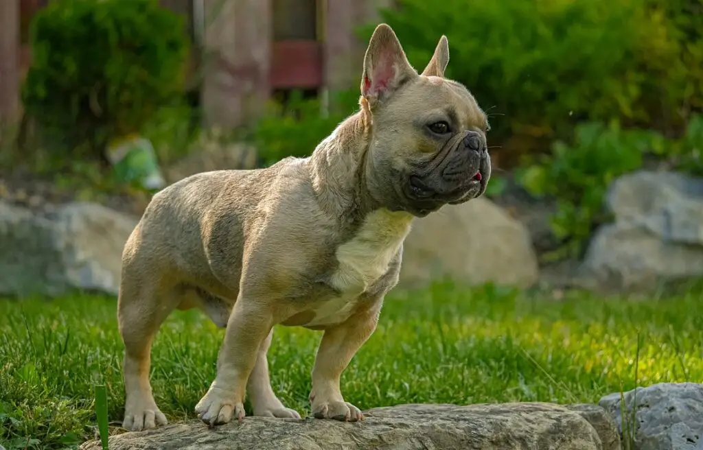 1732669525 french bulldog price 1