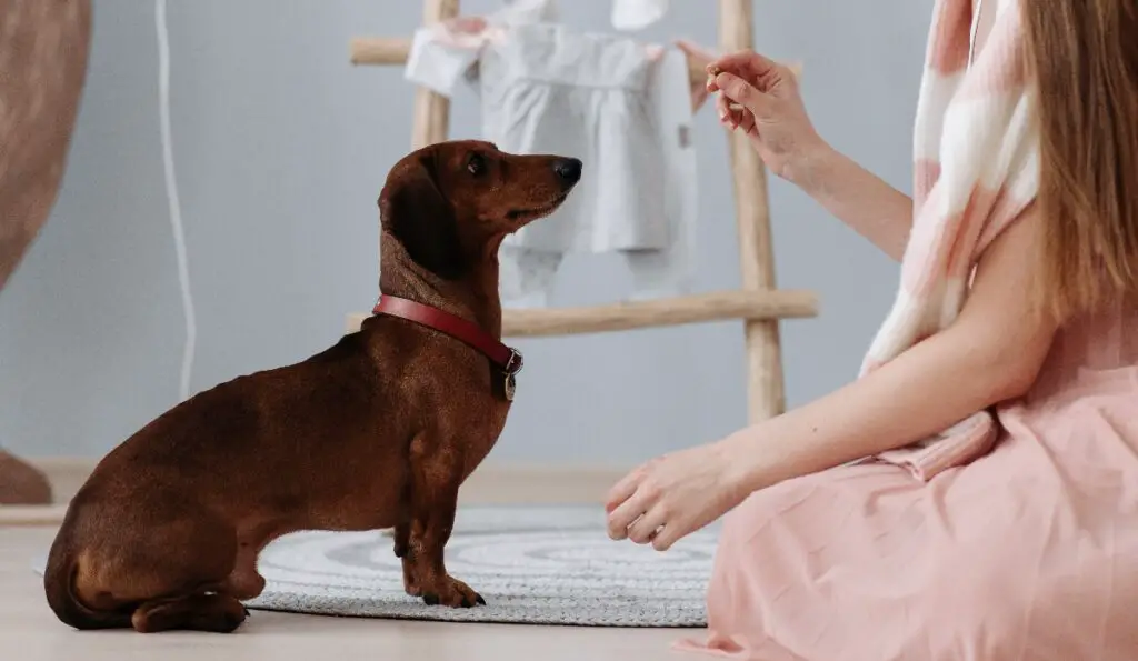 manieren om een ​​hond te trainen