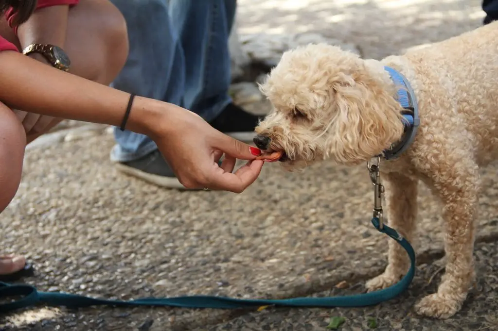 gedragstraining voor honden