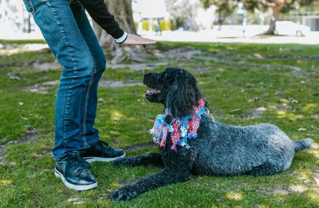 honden opleiding