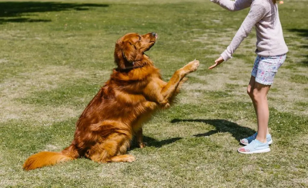 gedragstraining voor honden