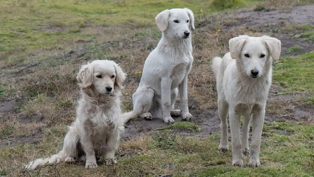 waar kwamen honden vandaan
