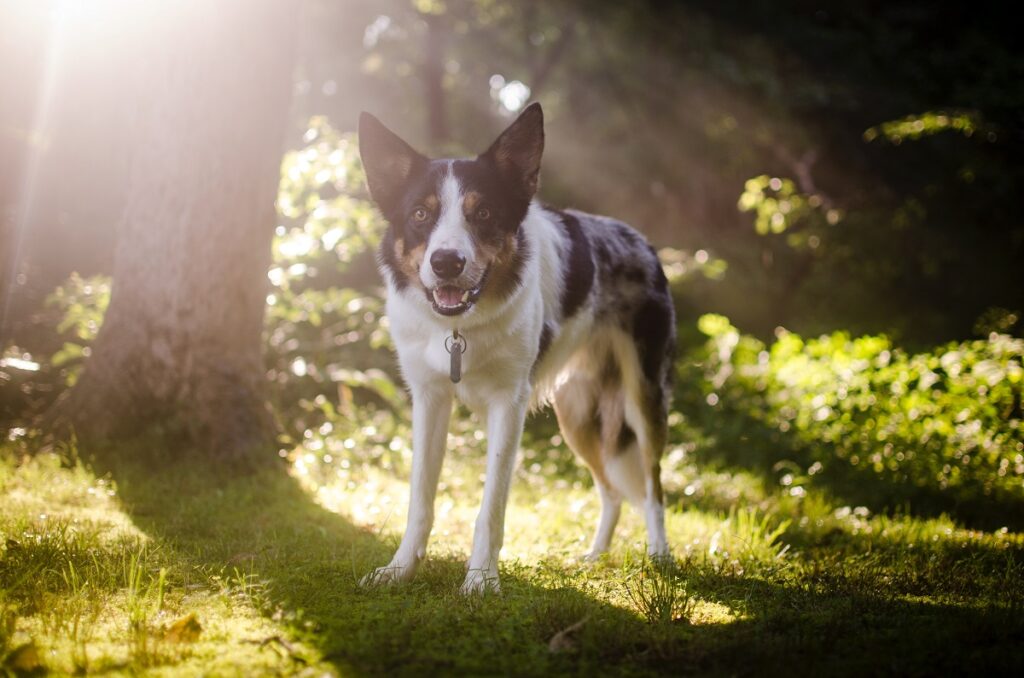 kwamen alle honden van wolven?
