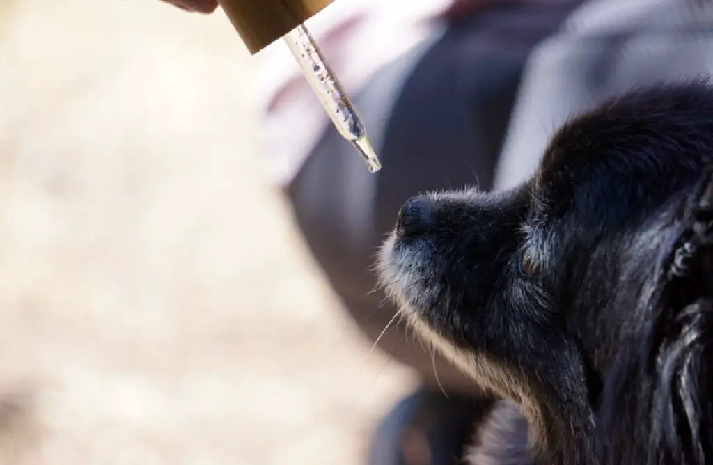 CBD dosis voor honden