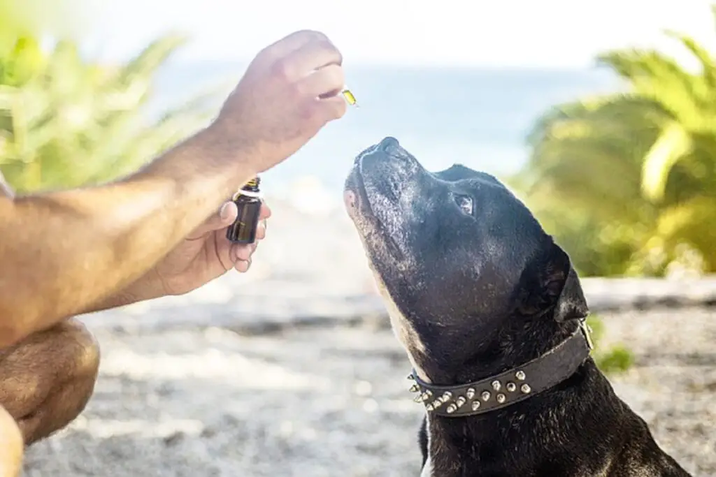 doseringen CBD-olie voor honden
