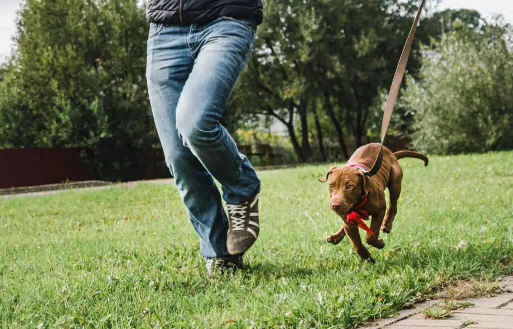 hoe je een hond traint om aan de lijn te lopen
