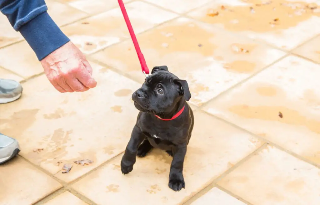 hoe je een puppy traint om aan de lijn te lopen
