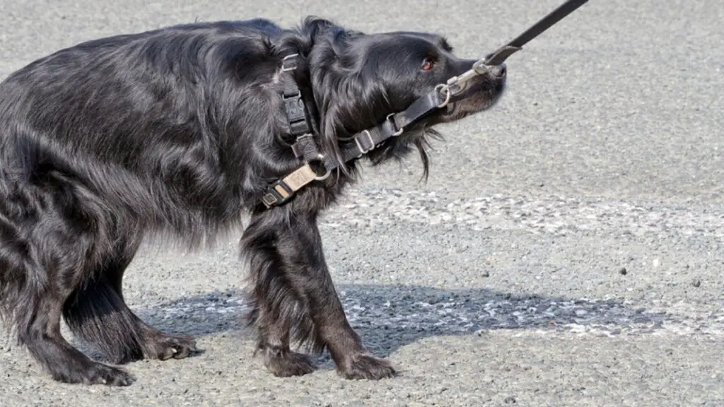 hond trainen om aan de lijn te lopen
