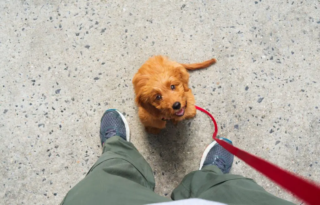 puppy leren aan de lijn lopen
