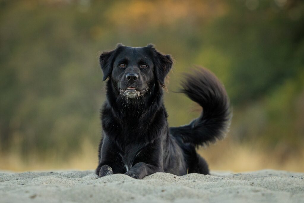 Zwarte gouden retrievers