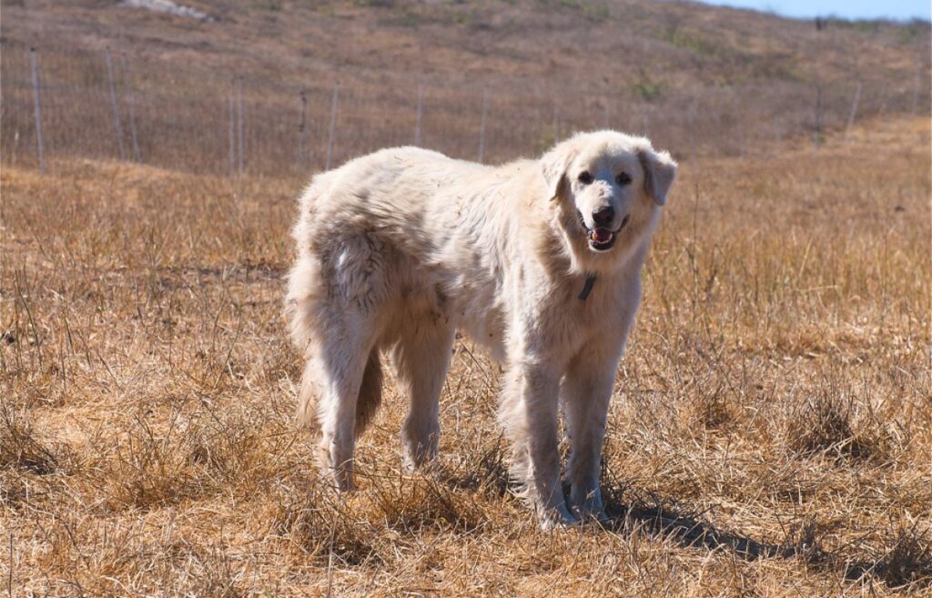 rassen van schapenwaakhonden
