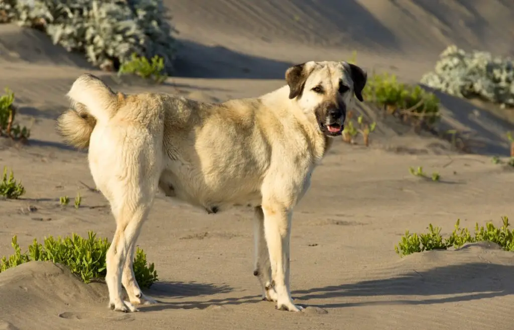 veebewakende honden
