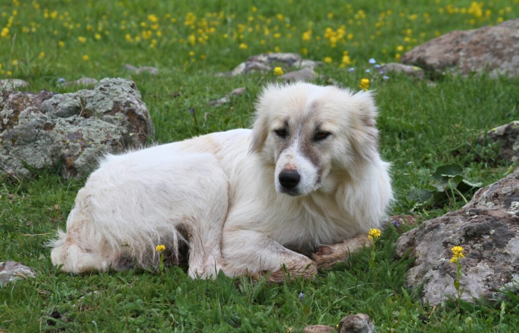 honden die schapen beschermen
