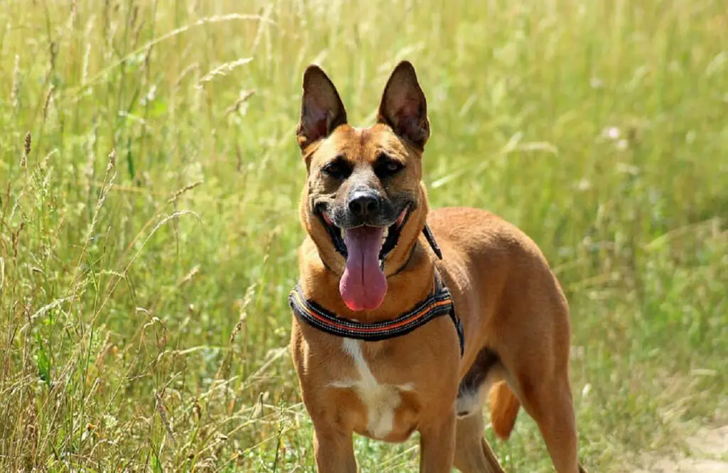 politie honden
