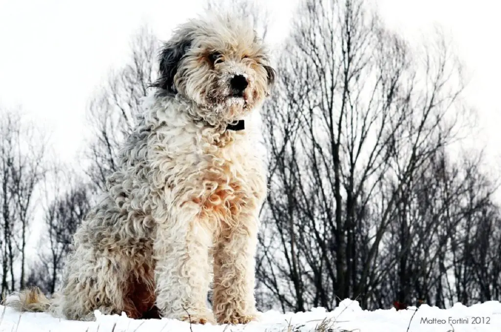 grijze en witte honden
