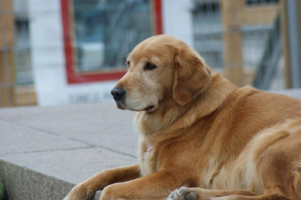 Canadese Golden Retriever