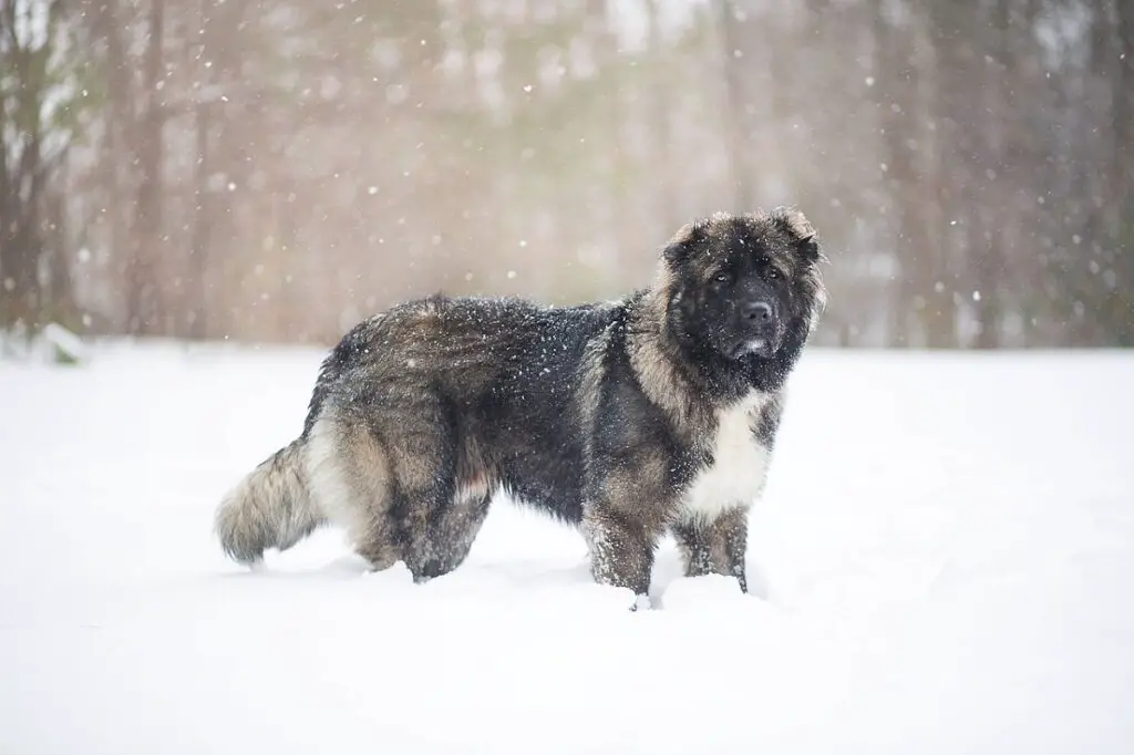 grote herdershonden
