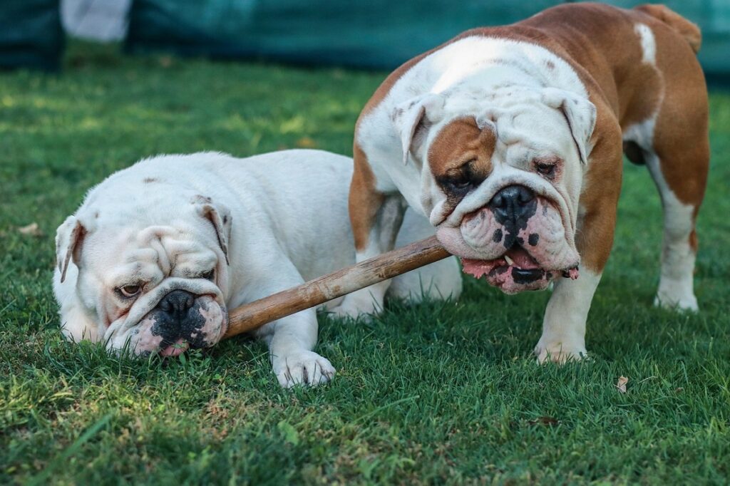 Kenmerken die alle Bulldogs gemeen hebben