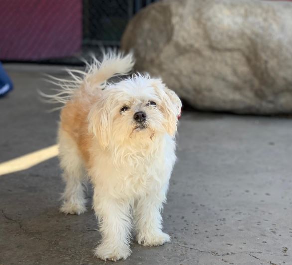 Chihuahua Maltese mix