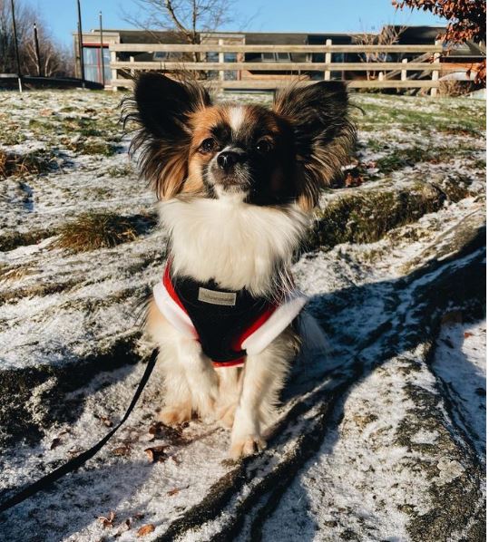 Mix van Chihuahua en Papillon