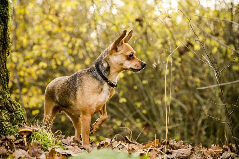 soorten chihuahua-mixen
