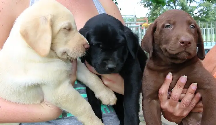 zilveren labrador retriever