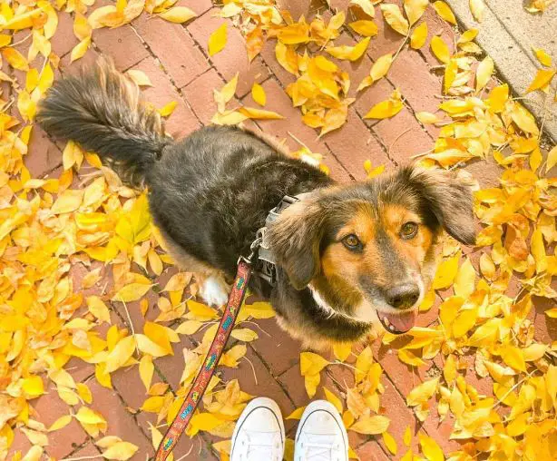 Corgi Australian Shepherd-mix