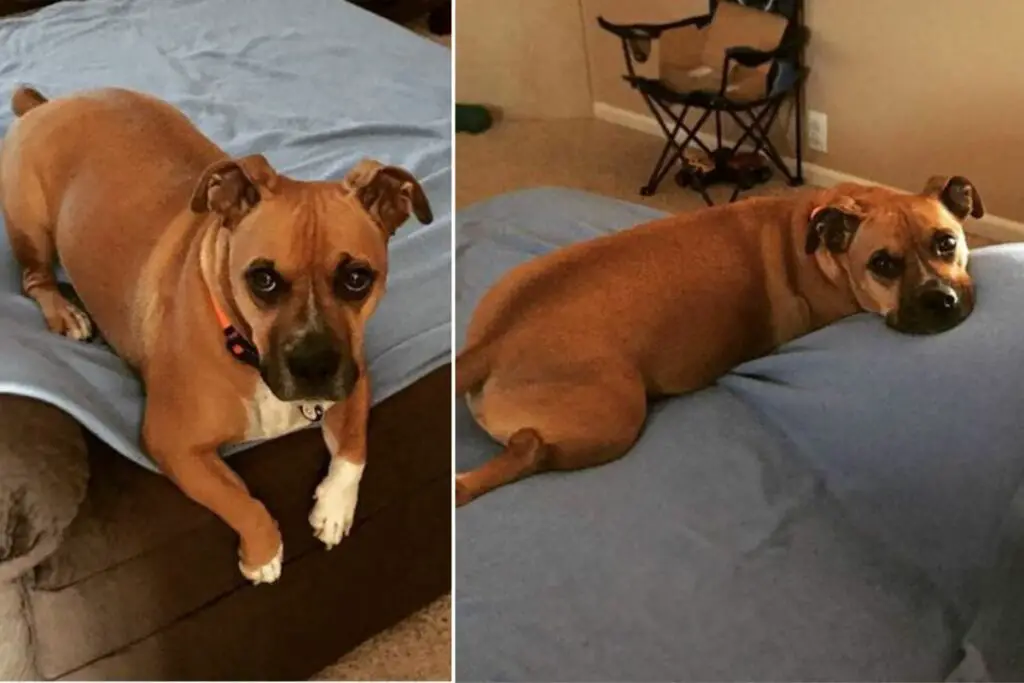 Corgi Boxermix