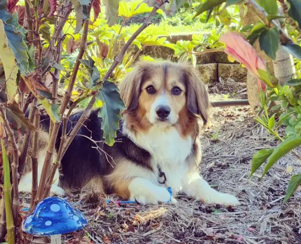 Corgi Cavalier King Charles Spaniel-mix