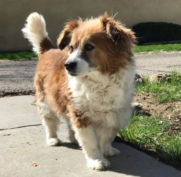 Corgi Cocker Spaniel-mix