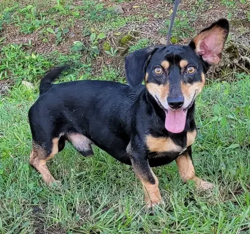 Corgi Teckel mix