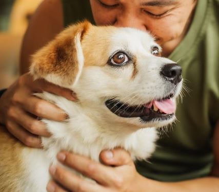 Corgi Mix-rassen