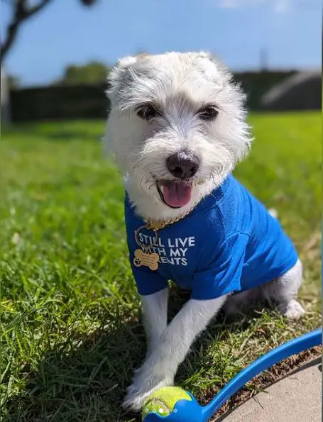 Corgi Schnauzer-mix