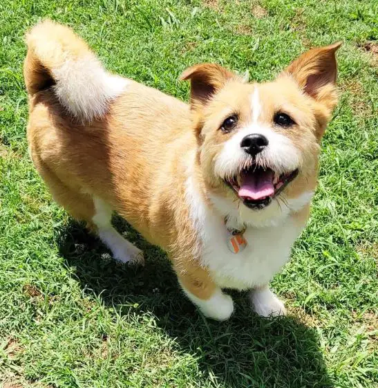 Corgi Shih Tzu-mix