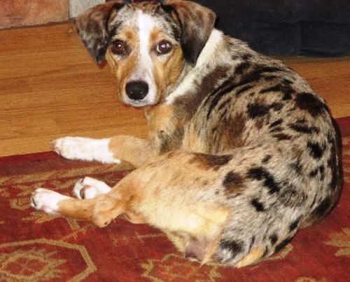 Corgi Catahoula-mix