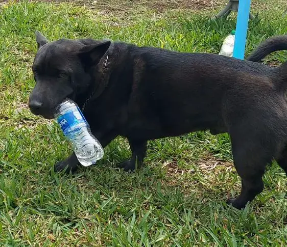 Corgi x Shar-Pei-mix