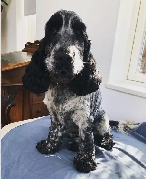 Teckel en Cocker Spaniel Mix